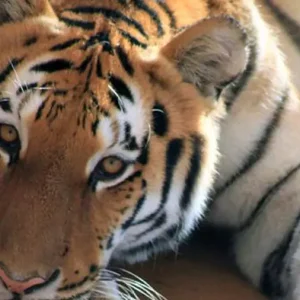 Abu Dhabi Emirates Park Zoo