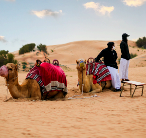 Desert Safari with Camel Riding in Dubai